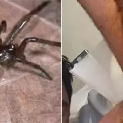 False widow bite