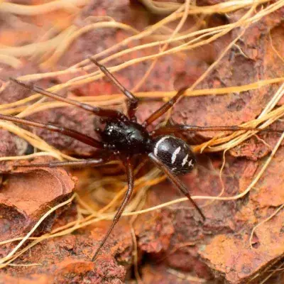 False Widow Spider
