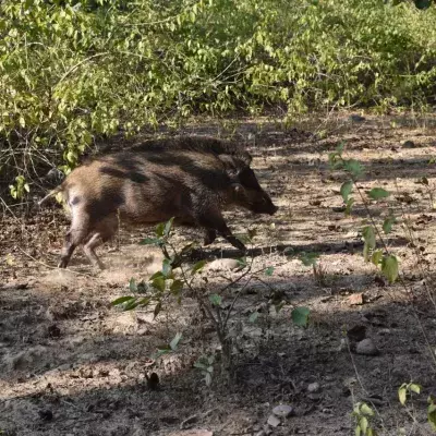 Farmers made an incredible discovery after hunting down this wild pig
