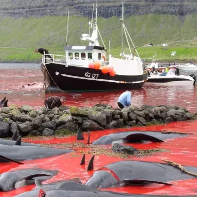 Faroe Island's Traditional Dolphin Hunt