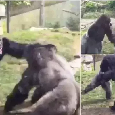 This ferocious yet incredible fight between two gorillas in a zoo will give you a new appreciation for these powerful creatures 