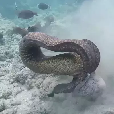 A fight to the death.