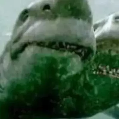 The first two-headed shark ever discovered!