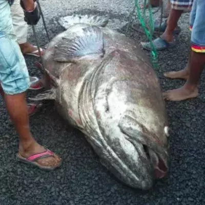Fish