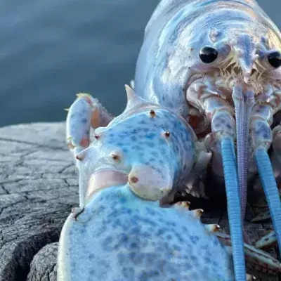 Fisherman catches one in a 100 million ‘cotton-candy’ lobster 