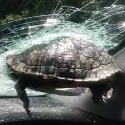 Flying turtle