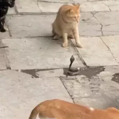 Footage Of Four Cats Battling A Venomous Snake Is Going Viral