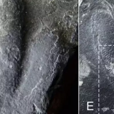 Footprint
