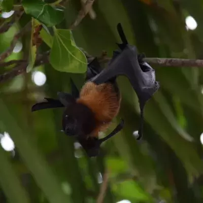 Fruit bat