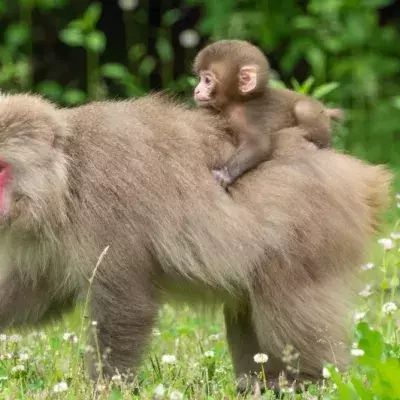 Fukushima: Wild animals have started repopulating this radioactive area (VIDEO)