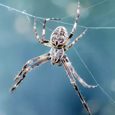 Giant spider invasion