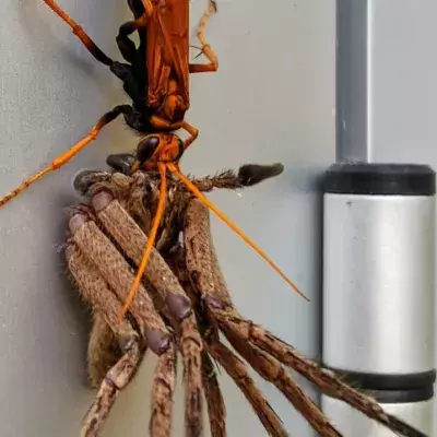 Giant Tarantula Wasp Takes on Spider in Horrifying Viral Image