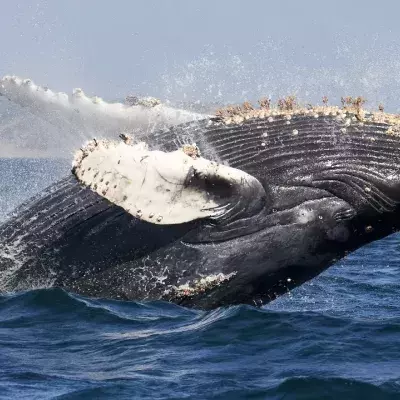 Giant whale