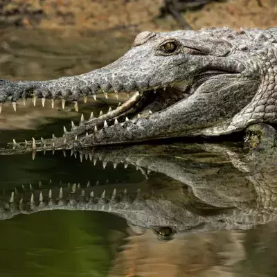 Girl, 8, killed by crocodile while swimming with in a river