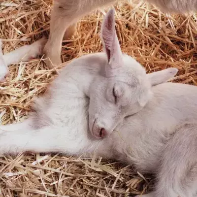 Goat kid