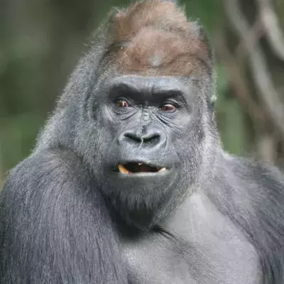 This Gorilla Escaped From London Zoo and You'd Never Guess What He Got Up To