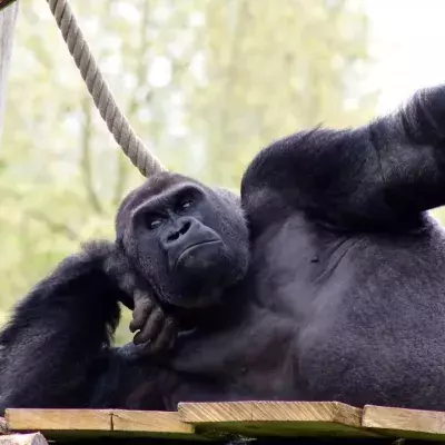 Gorillas perform oral sex on each other in front of horrified kids at zoo 