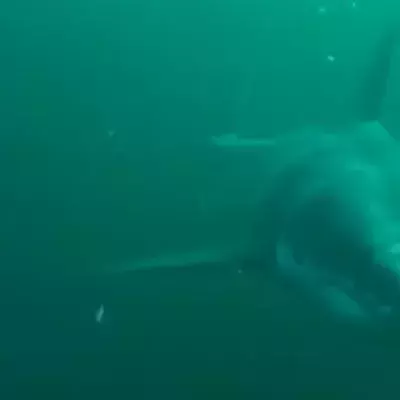 Great White Chase