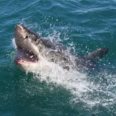 Great white shark