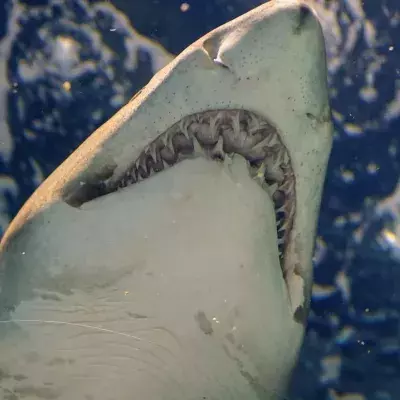 Great white shark