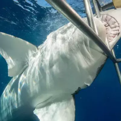 Great white sharks are attracted to the cage but they shouldn't be able to get in. 