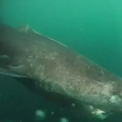 The Greenland shark