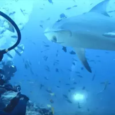 A Group of Sharks Gave These Divers the Fright of Their Lives!