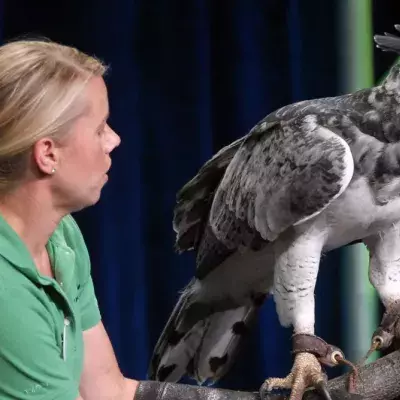 Harpy Eagle