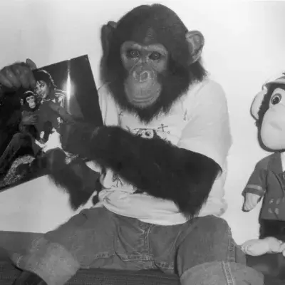 Here’s What Happened To Bubbles, His Poor Chimpanzee