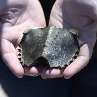 High demand for blood of horseshoe crabs puts them at risk of extinction