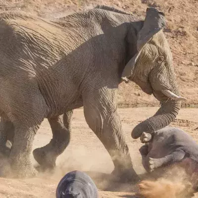 This hippo seriously regretted getting too close to an elephant