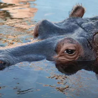 Hippopotamus