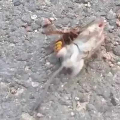 Hornet vs mouse
