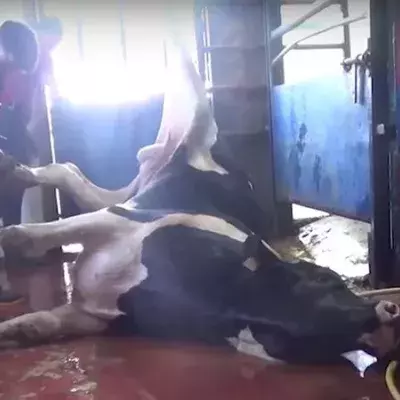 The Horrific Footage Of The Suffering Experienced By Animals Exported By The European Union