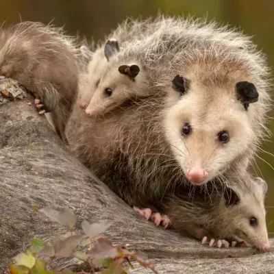 This Horrifying Footage Shows What Happens When A Giant Tarantula Captures A Baby Opossum