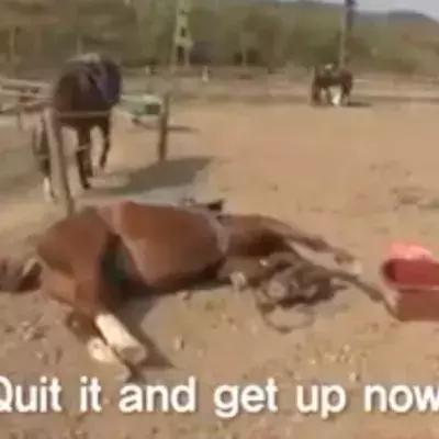 This Horse Plays Dead Every Time Someone Tries To Ride It