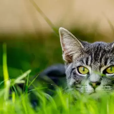 House cats are the most successful predators in the animal kingdom