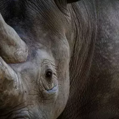 How Captivity Caused Jacob The Rhinoceros To ‘Die From Fatigue’
