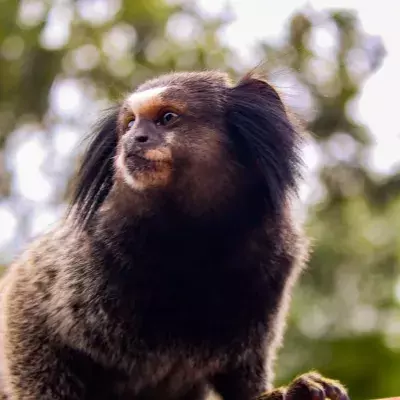 This is how the monkey flushed down the toilet and given cocaine is fairing