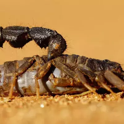 Human-sized ancient scorpion found at the bottom of the ocean