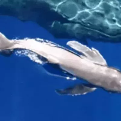 humpback calf