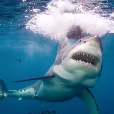Hungry great white shark