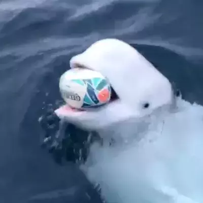 Hvaldimir the beluga whale spy