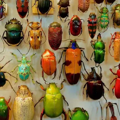 This insect uses oral sex to get what it wants