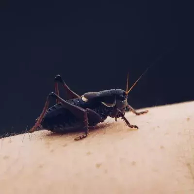 Insects