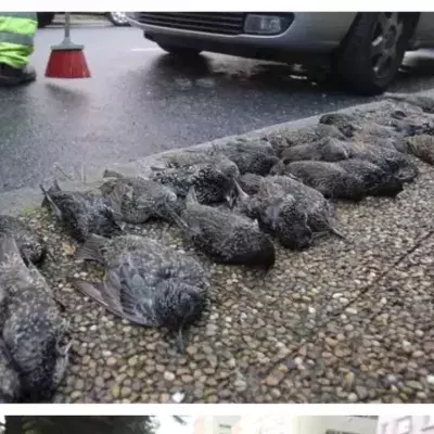 Investigation launched into mysterious deaths of 200 birds