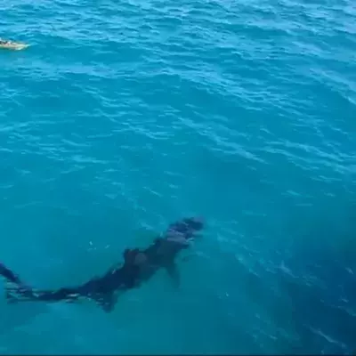This Kayaker Had An Incredible Encounter With A Giant Shark