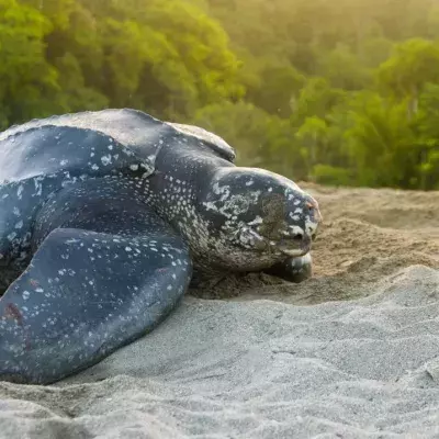 Leatherback