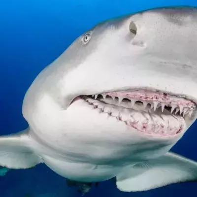 Lemon shark