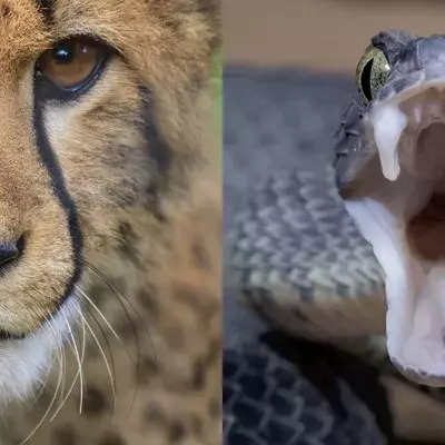  A Leopard And A Python